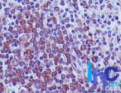 MAVS Antibody (58N3B6) - Azide and BSA Free, Novus Biologicals 0.1 mg;